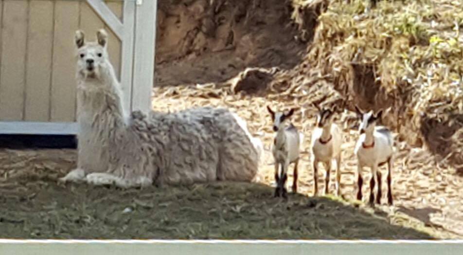 dolly-her-boys-07-2016